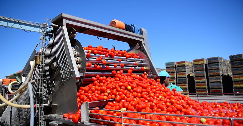 Ligne De Transformation De L Gumes Pour Tomates Fbr Elpo