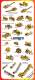French International Full Line Brochure 