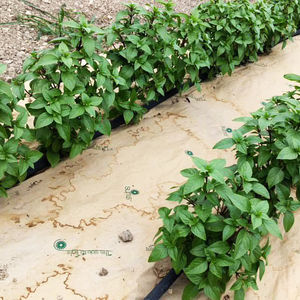 toile de protection pour l'agriculture