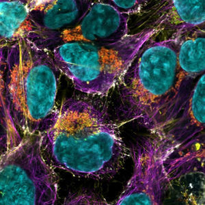 microscope optique 1