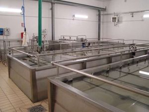 machine de salage de fromage