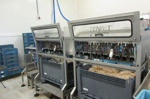 machine à éplucher de salsifis 1