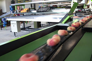 machine de tri pour l'industrie agroalimentaire 1