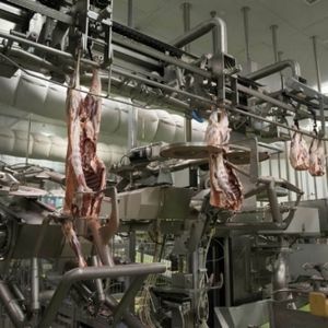 désosseuse les cuisses 1