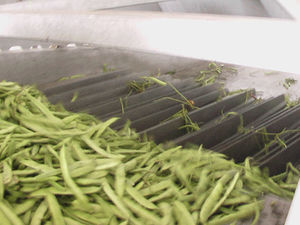 séparateur pour haricots verts