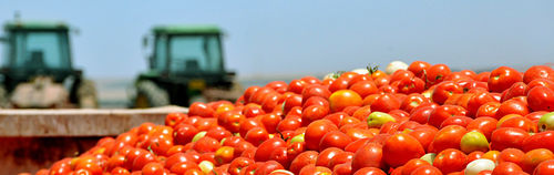 Logiciel de gestion logistique - SLV Tomato - Cachapuz Bilanciai Group - agricole / haute performance