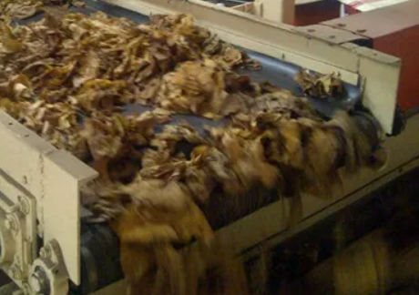Courroie en plastique - Peflex - AMMERAAL BELTECH - de produits alimentaires / pour l'industrie / résistante aux produits chimiques