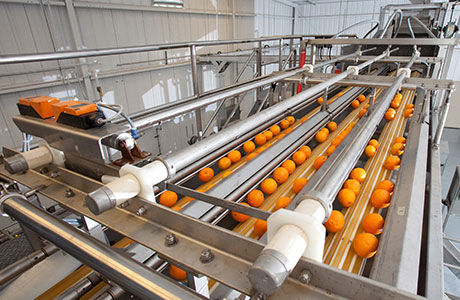 Calibreur pour fruits et légumes - 5500 - Brown International Corporation LLC - à rouleaux