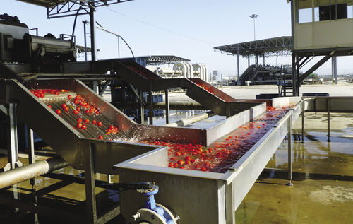 Convoyeur hydraulique - Agromeccanica srl - pour tomates / pour l'industrie agroalimentaire / en acier inoxydable