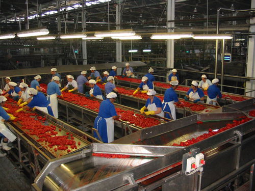 Table de tri pour tomates - Agromeccanica srl