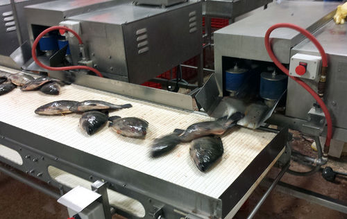 Éviscéreuse de poisson - DC-18 - Pisces Fish Machinery Inc.