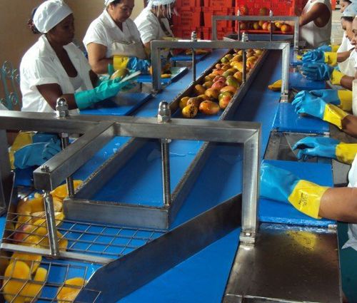 Convoyeur à bande - NM1 - TECNOCEAM - de transport / pour fruits / pour l'industrie agroalimentaire