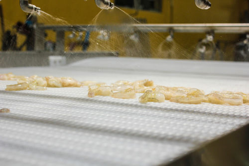 Machine à glacer pour crevettes - Balzo - à bande