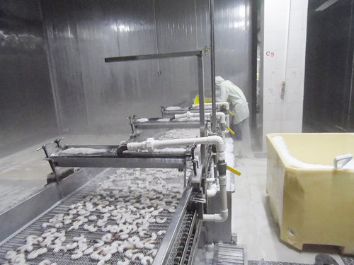 Système de refroidissement d'eau - ZD-XL 1500 - Shrimp Machine - pour crevettes / en inox / avec convoyeur à bande