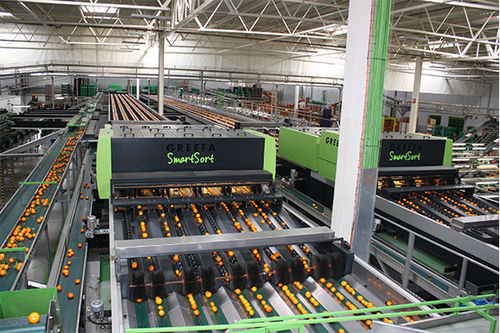 Machine de tri pour l'industrie agroalimentaire - SMARTSORT - Greefa - automatique / de fruits / continue
