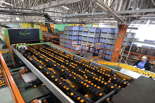 Machine de tri pour l'industrie agroalimentaire - EASYSORT - Greefa - laser / automatique / de déchets