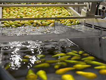 Alimentateur à disque - Greefa - pour produits alimentaires / automatique