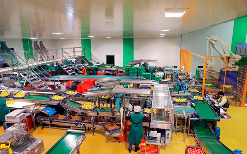 Ligne de conditionnement pour l'industrie agroalimentaire - CALIBRAFRUTA LDA - de fruits / robotisée