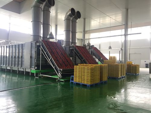 Sécheur à air chaud - HGD series - SHAOXING WALLEY FOOD MACHINERY CO., LTD. - pour les légumes / de fruits / de carottes