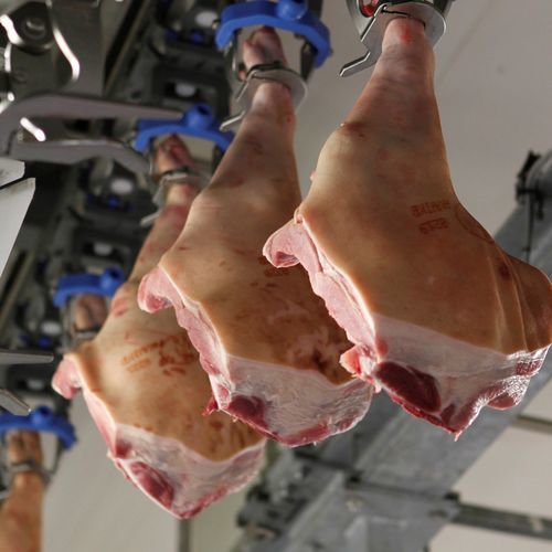 Machine à désosser le porc - DeboFlex - JBT Corporation - les cuisses / automatique