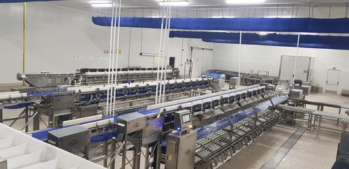 Calibreur pour poisson - PRSG-DDG - Arde Makine San. ve Tic. Ltd. Şti. - à bande / avec convoyeur / peseur