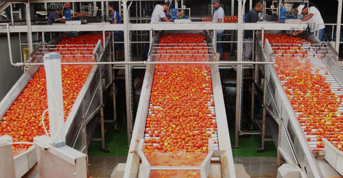 Trieuse pour l'industrie agroalimentaire - FBR-ELPO - optique / automatique / pour tomates