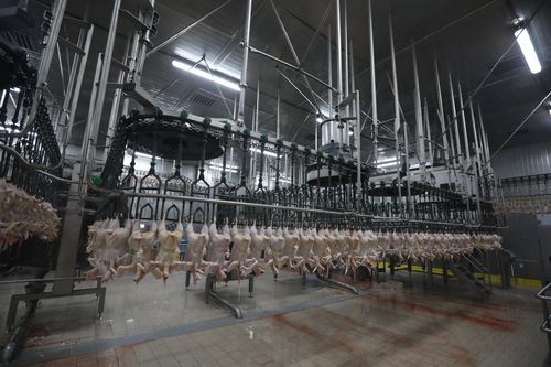 Ligne d'abattage pour poulets - CANTEK Cold Storage - Meat Processing - mobile