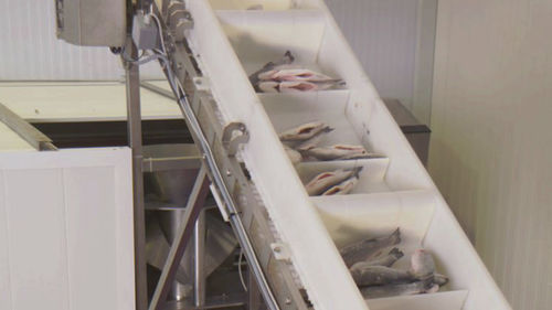 Ligne de transformation du poisson - CANTEK Cold Storage - Meat Processing