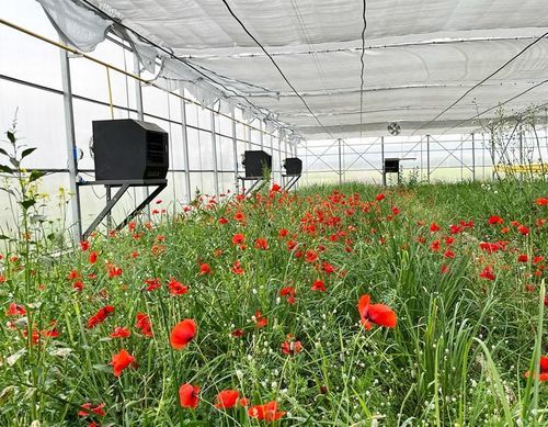 Générateur d'air chaud mural - Lodos 70 - Daygas Heating Systems - à gaz / pour applications agricoles