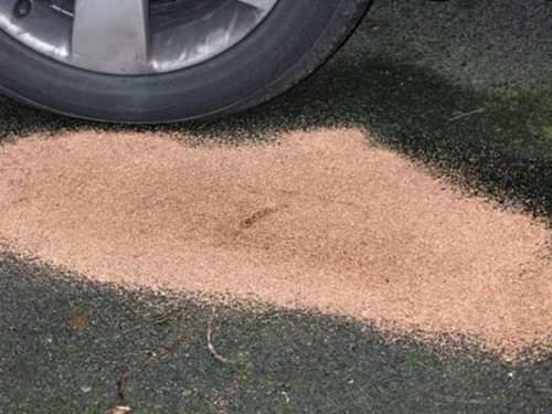 Absorbant granulé - LISORB GH+TL40 - DIFOPE - d'hydrocarbure / à eau / biodégradable