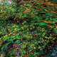 microscope optique / pour analyse / pour la recherche / à fluorescence