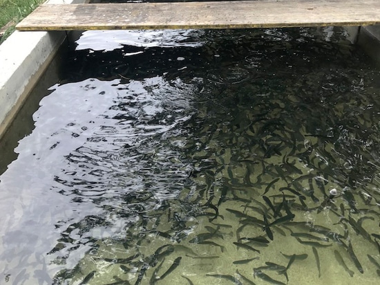 L'OXYGÈNE AUTO-GÉNÉRÉ COMME FACTEUR DE RÉUSSITE EN PISCICULTURE