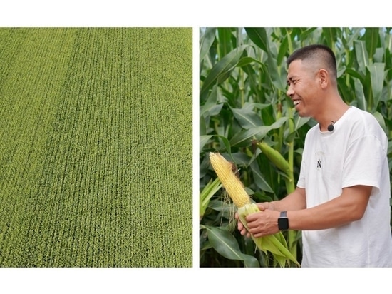 Un agriculteur local, M. Guo, et son champ de maïs à Tongliao.