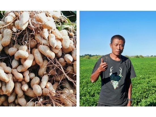 M. Jiang, producteur de cacahuètes à Tongliao, et sa récolte.