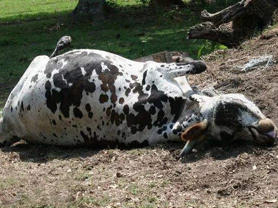 Le GEP Broyeur d'animaux morts favorise l'élimination centralisée et inoffensive des carcasses d'animaux