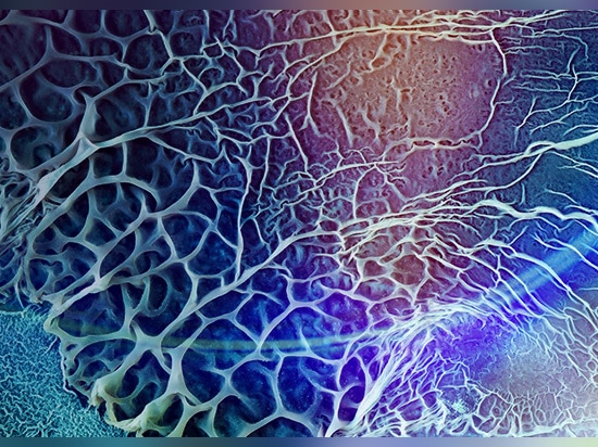 Un laboratoire de recherche universitaire de premier plan utilise les profileurs optiques Zygo™ pour obtenir des informations plus rapides et plus détaillées sur les biofilms