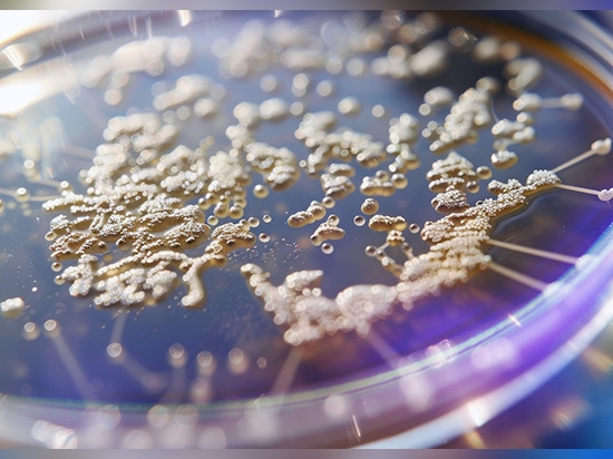 Un laboratoire de recherche universitaire de premier plan utilise les profileurs optiques Zygo™ pour obtenir des informations plus rapides et plus détaillées sur les biofilms