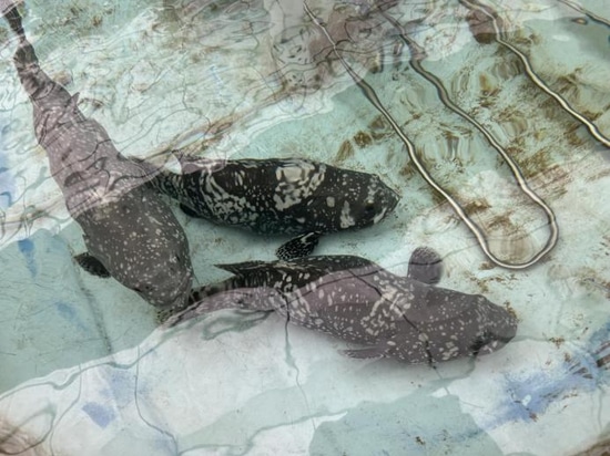 Cas d'application de l'aquaculture en Corée