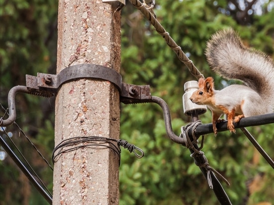 Intrusion animale sur cable et transformateur moyenne tension risque de pannes électriques graves SANERGRID