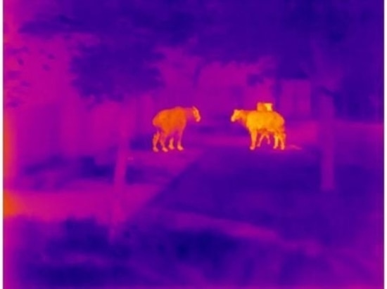Exploration en plein air et patrouille de protection de la faune