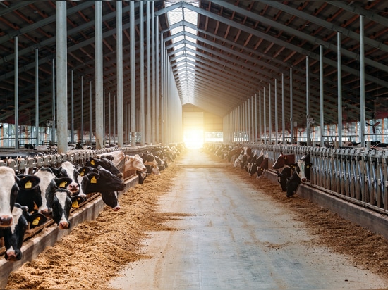 Vaches laitières