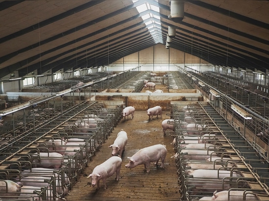 L'engraissement des porcs