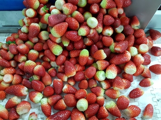 Les fraises congelées et lyophilisées